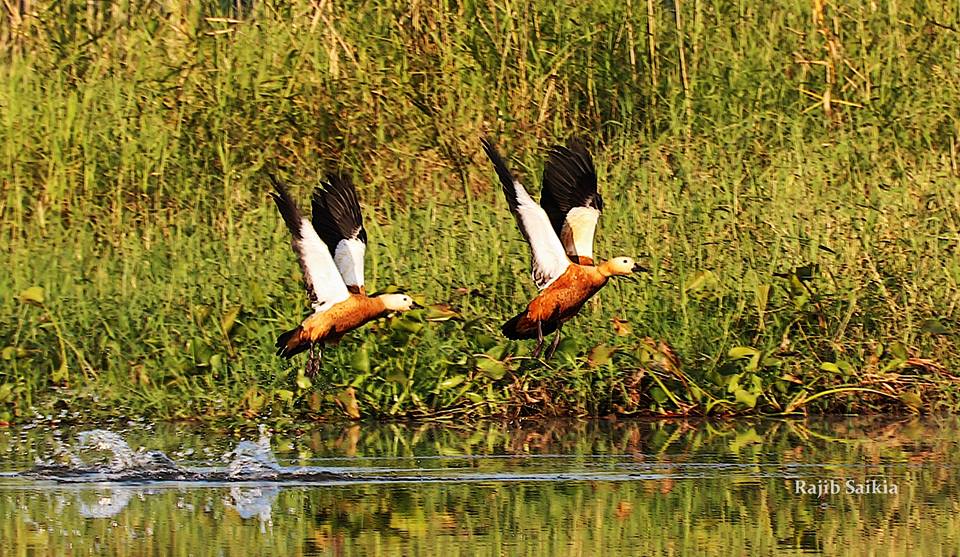 Bedazzled Birdwatching ~ Ruddy Shelduck at Dibru Saikhowa. Image Credits Rajib Saikia