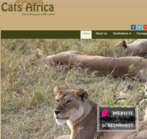 Cats Africa