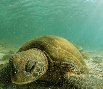 turtle Galapagos