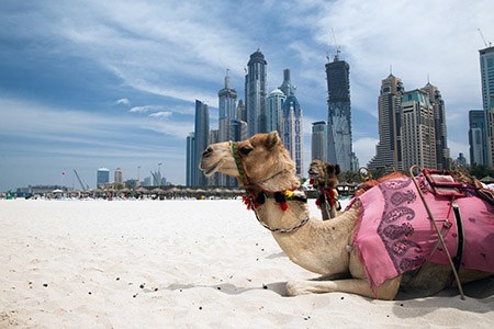 Dubai Camel