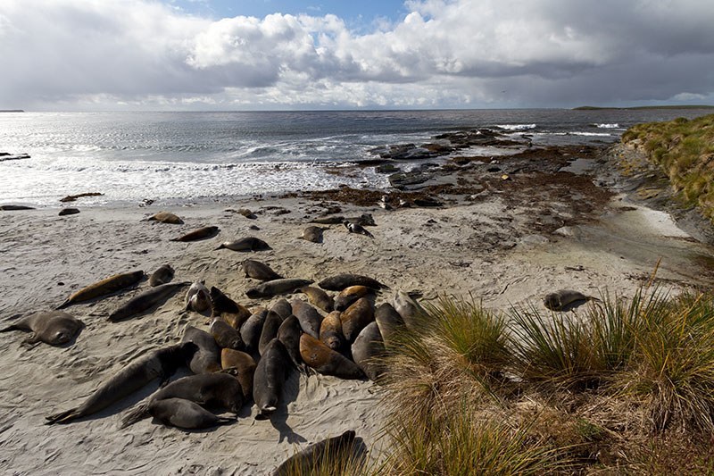 Falkland islands