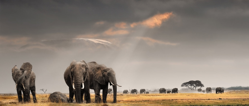 Kilimanjaro Elephant