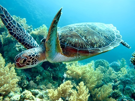 Ningaloo turtle in amazing sea