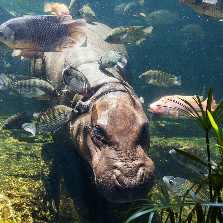Hippo Underwater