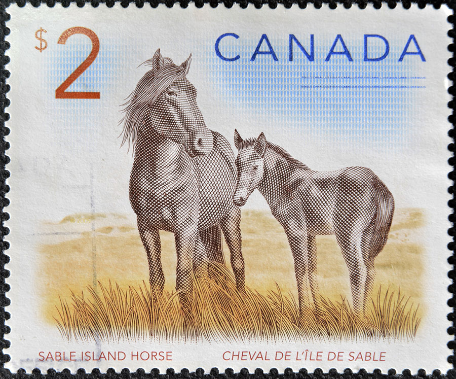 Horses on stamp