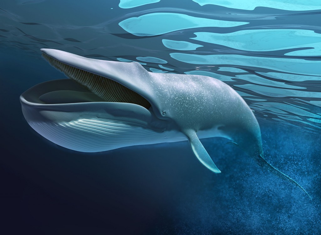 Whale underwater
